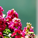 스프링플라워 이미지