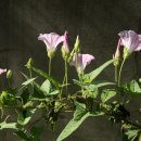 꽃회사농장 이미지