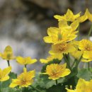 무주화원 이미지