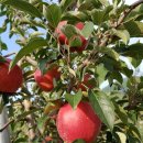 허니농장 이미지