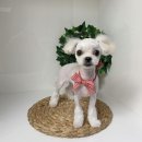 슈에뜨시앙 이미지