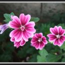 금강산 민박 이미지