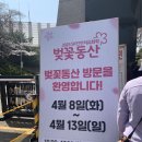 [벚꽃스팟공유] 인천 sk석유화학 벚꽃동산 후기 / 주차꿀팁 / 사진스팟