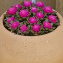 ■순수40년 숙박(비박)전국여행 94번째■ 충북 옥천에서 살아 보기 ☆2026년 3월 27일 /대표장소 옥천 육영수여사 생가집☆ 이미지
