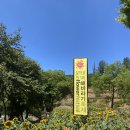 숲마을농원 | [태백] 태백 가볼만한곳! 태백 해바라기축제 방문후기