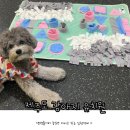 댕댕놀이터 아라점 네이버블로그