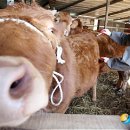 다두농장 이미지