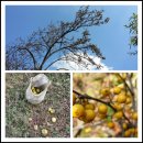 소나무숲속의하얀집 이미지