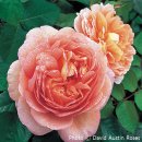 장미로 61 이미지