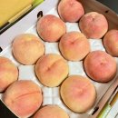 [달빛농원 복숭아] 천중도/마도카/단황도 복숭아 택배후기/복숭아귀신 내돈내산