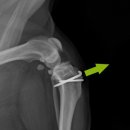 석촌호수동물병원 이미지