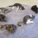 청춘 고양이 카페 이미지