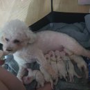 멍티댕티 | [복자이야기] 우리집에 처음온 5개월 비숑 "윤복자"