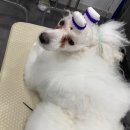 펫플러스아카데미애견미용학원 | 애견미용학원 추천｜7개월 차 수강생이 직접 말하는 ‘걸러야 할 학원’ & MBC아카데미애견미용학원 후기