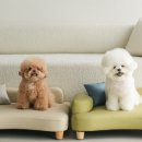 루시드펫 이미지