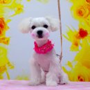 퍼피 투게더 이미지