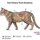 (주)청려원 | 고양이 방광염/특발성 방광염에 대해...