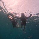 한바다참치 | [아기와 해외여행]아기와 세부여행_한바다 호핑투어