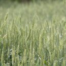 구례밀밭 이미지