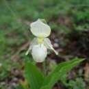 백두산화원 이미지