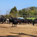 약산농장 이미지