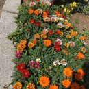 가자니아 이미지