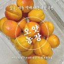 만금농장 | 오얏농장 하코트 살구 내돈내산 매년 재주문하는 살구 택배