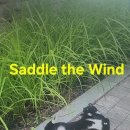 Saddle the Wind 이미지