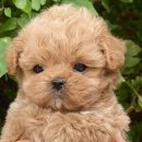 천안 강아지분양 고양이분양 파밀리에드마스코타 신불당본점 이미지