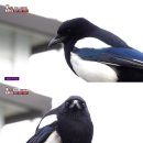 까치주유소 이미지