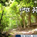 가덕도 동백군락지 티스토리