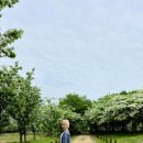 자은 이팝나무 가로수길 | ​[대구 여행] 5월의 눈꽃, 달성군 옥포 교항리 이팝나무 군락지 실시간 개화 상황