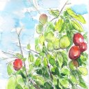 대추나무 이미지