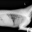 삼양동물병원 이미지