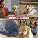 왈왈이 (무실점) 이미지