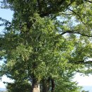 홍예민박 | 낙안읍성4 선암사1