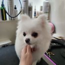 도그랭 강아지놀이방 이미지