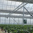 예산농장 | 예산 달보드레 딸기농장 딸기체험 내돈내산 장단점 솔직후기