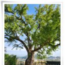 부여(홍산)-02 이미지