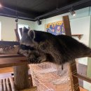 멍이와쿤이 이미지