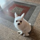 멍멍사우나 이미지