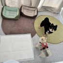 멍그니엘 | 용인애견호텔 멍그니엘, 벌써 여러 번째 방문! 두 마리 맡긴 솔직 후기