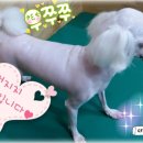뜨란멍&냥
