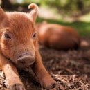 원문농장 이미지