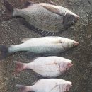 감생이민박 이미지