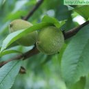 남송농장 이미지