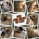 장대길 | 일산 인테리어 LVT 시공 후기 녹수 에코레이 ELW-43121 프리미엄 우드 바닥재