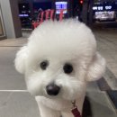 슈앤트리 이미지