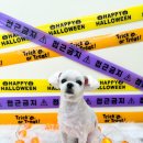 뽀프퍼피 이미지