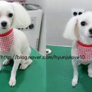 강변애견미용호텔 이미지